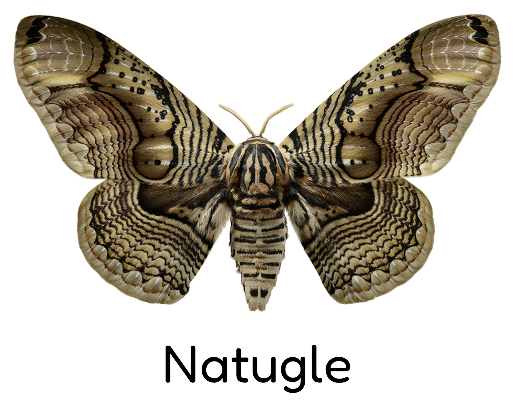 FredagsJAM - Natugle